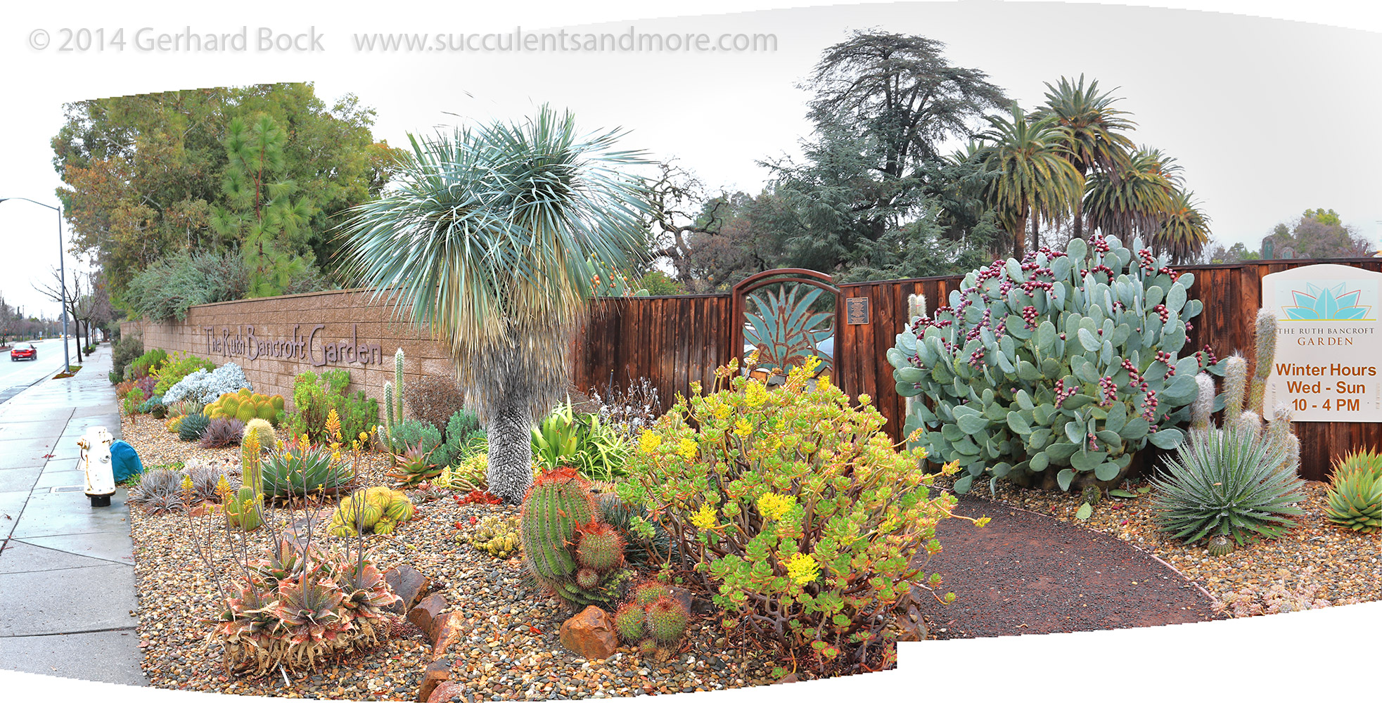 Succulents And More Entrance Plantings At Ruth Bancroft Garden