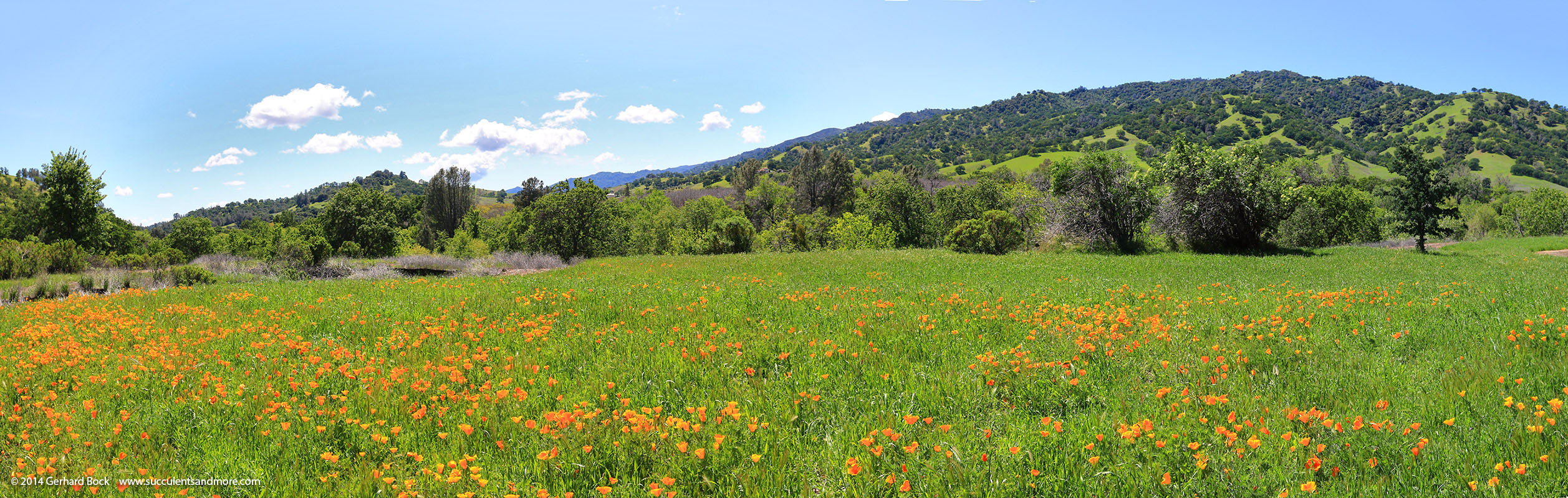 Green hills and California poppy meadow